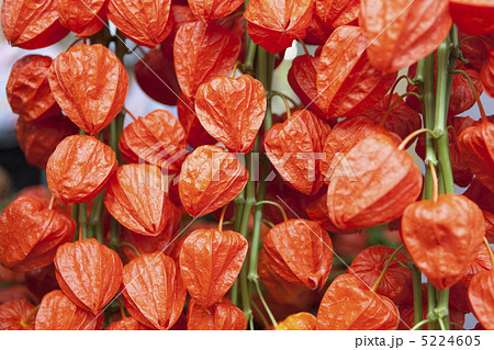 ほおずき ほおずき 5224605