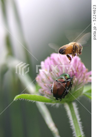 ムラサキツメクサと昆虫 ムラサキツメクサと昆虫 5224623