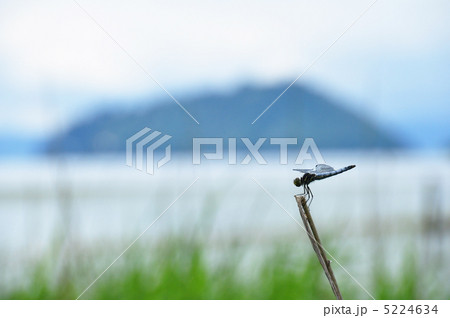 郷愁の蜻蛉 郷愁の蜻蛉 5224634