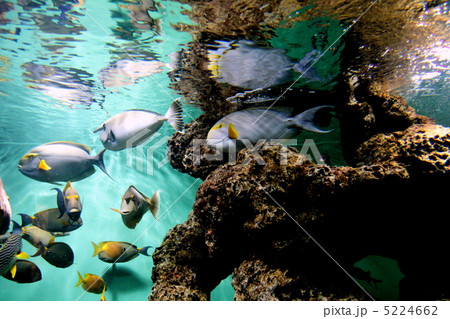 クロハギ 5224662