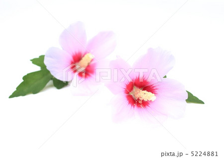 ムクゲの花 5224881