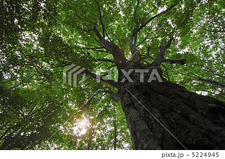 安比のブナ林 5224945