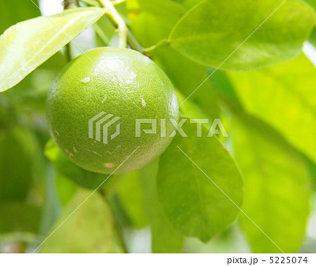 グレープフルーツ 5225074