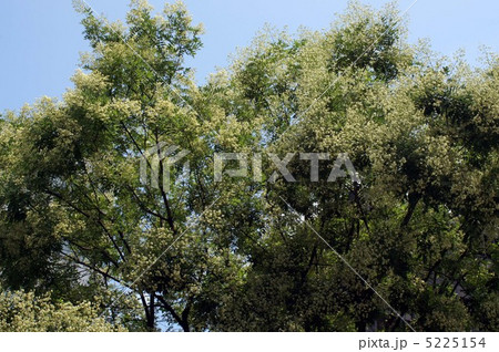 エンジュの花　 5225154