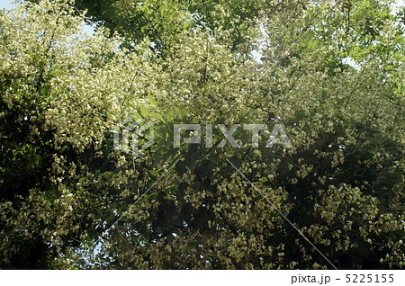 エンジュの花　 5225155