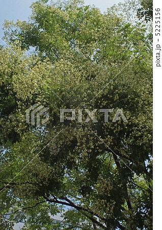 エンジュの花　 5225156