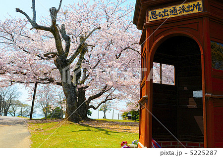 能古島桜の写真素材
