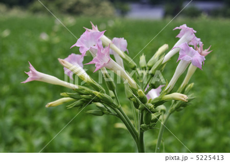 葉タバコの花の写真素材