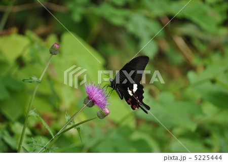 モンキアゲハとアザミ 5225444