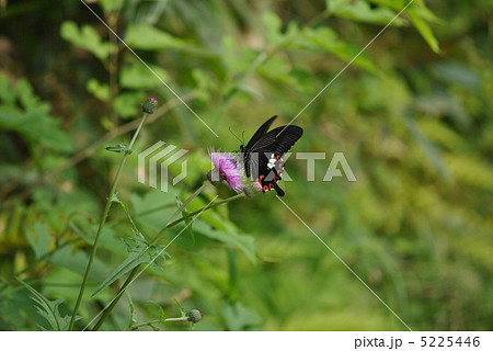 モンキアゲハとアザミ 5225446