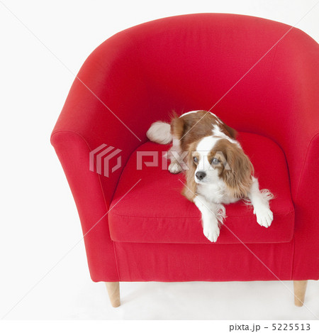ソファに座る犬 ソファに座る犬 5225513