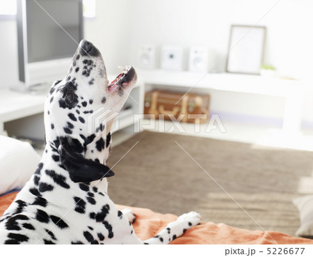 リラックスしているダルメシアン犬 リラックスしているダルメシアン犬 5226677