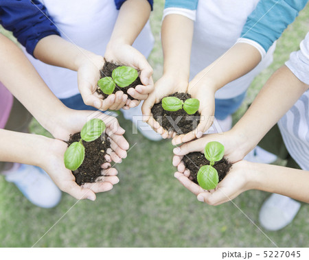 双葉を持つ子供の手元 5227045