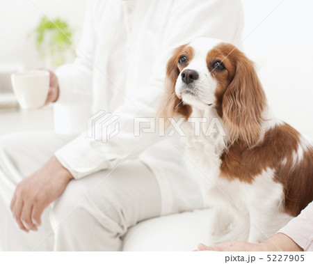 ソファに座る犬 ソファに座る犬 5227905