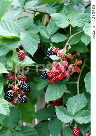 ブラックベリー 豊作です。 ブラックベリー 豊作です。 5230488