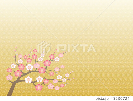 梅の木 5230724
