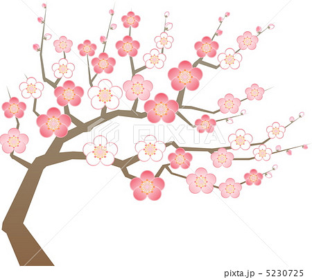 ラブリー梅の木 イラスト 美しい花の画像