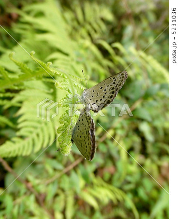 ヤマトシジミ　Pseudozizeeria maha 5231036