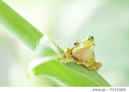 カエル 5231066