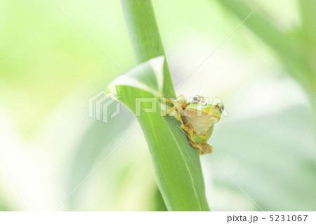 カエル 5231067