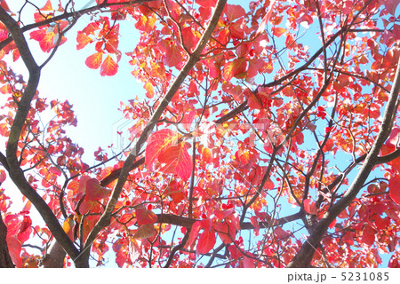 花水木の紅葉 5231085