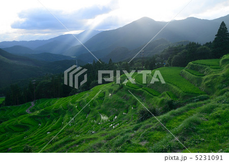 丸山千枚田 5231091