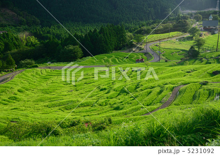 丸山千枚田 5231092