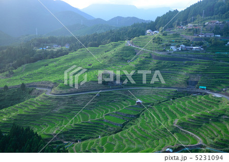 丸山千枚田 5231094