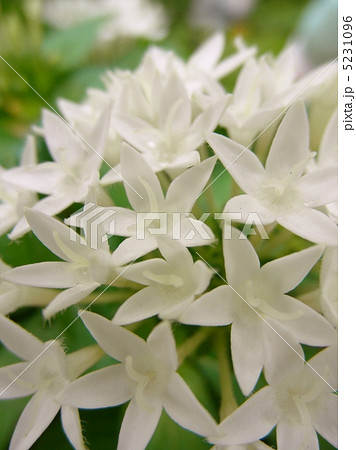 ペンタス白 花言葉 願い事 Egyptian Star Clusterの写真素材