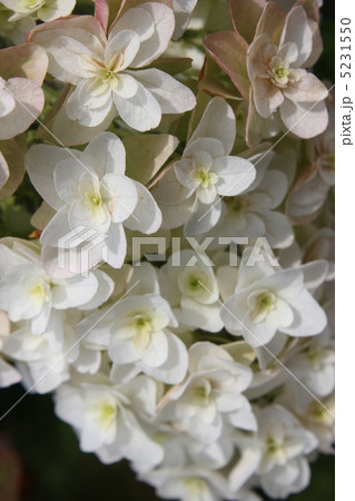 紫陽花　白　アイスフォーゲル 5231550