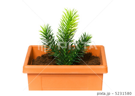 Green saplings growing in the clay pot Green saplings growing in the clay pot 5231580