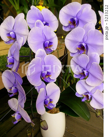 胡蝶蘭 コチョウラン パープルエレガンス 花言葉 変わらぬ愛 Moth Orchid Purpleの写真素材
