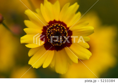 波斯菊　はるしゃぎく　波斯はペルシャ 5233384