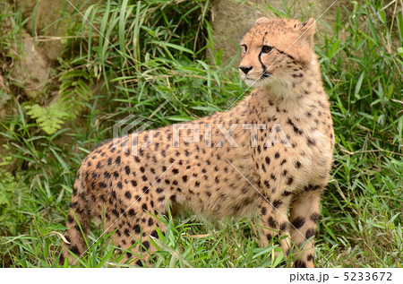 チーター_19 チーター_19 5233672