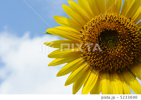 ひまわり 5233690