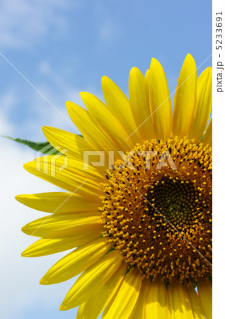 ひまわり 5233691