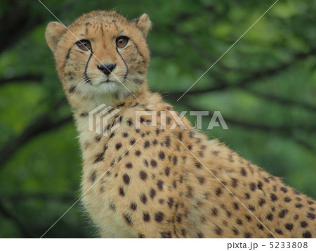 チーターの子供 5233808
