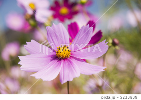コスモスの花畑 5233839