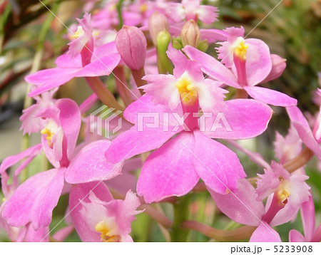 蘭 ラン エピデンドラム 花言葉 孤高への憧れ Epidendrumの写真素材