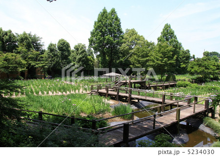 花菖蒲園 花菖蒲園 5234030