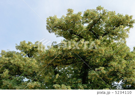 花をつけた菩提樹の木 5234110