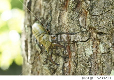 ミヤマクワガタの雄 5234214