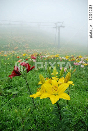 ダイナランドゆり園 5234288