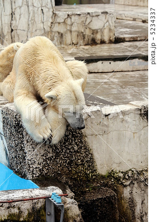 お昼寝しているシロクマ お昼寝しているシロクマ 5234337