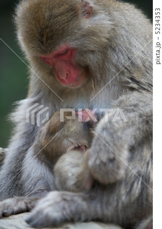 母子ザル 5234353