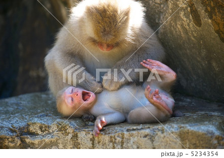 母子ザル 5234354