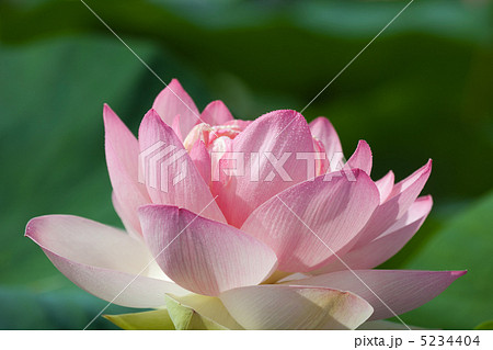 花ハス④ 花ハス④ 5234404