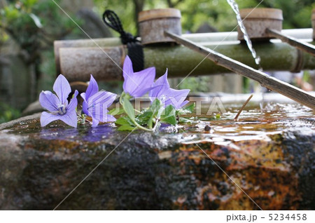 キキョウのある手水 5234458
