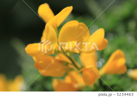 ヒメエニシダ 5234463