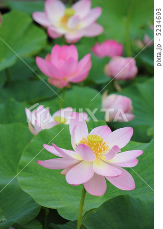 五郎沼の古代ハス 5234693